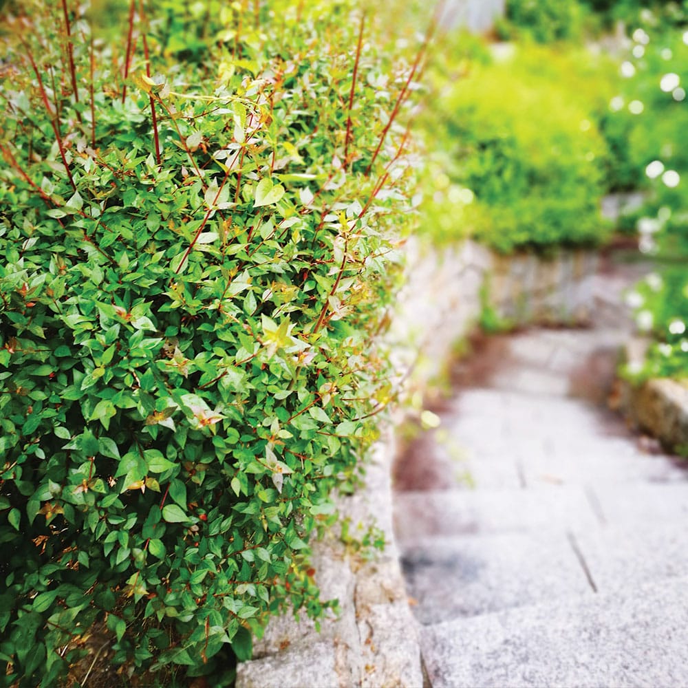 A scenic path leads to a vibrant garden bordered by granite wallstone, featuring lush shrubs and colorful flowers.