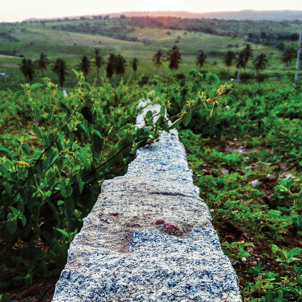 A granite stone wall adorned with lush green vines, enhancing the garden's natural beauty and charm